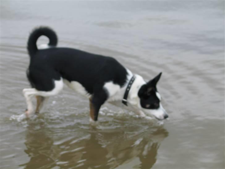Blanding af racer Bella himmel hund  - hvad er det her for noget, har aldrig set så meget vand før.. billede 6
