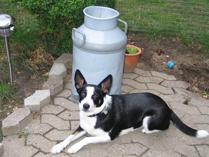 Blanding af racer Bella himmel hund  - haven er skøn, elsker at slikke sol.. billede 7