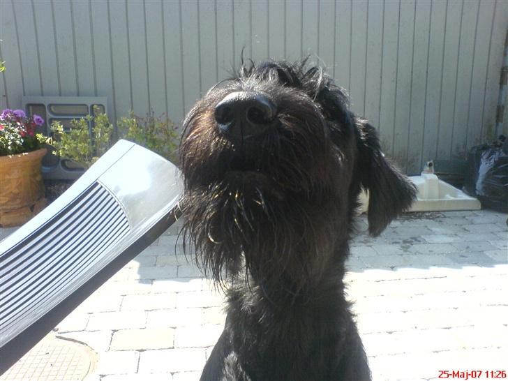Riesenschnauzer Zantos billede 15