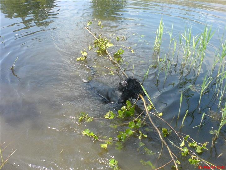 Riesenschnauzer Zantos billede 16