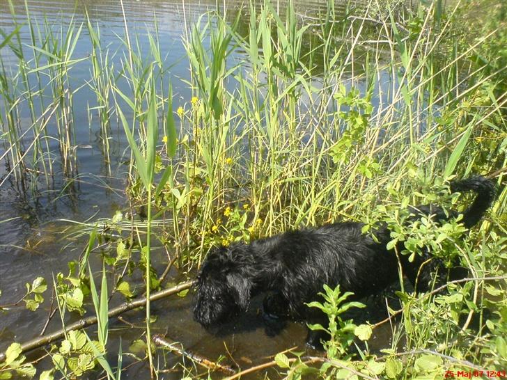 Riesenschnauzer Zantos billede 17