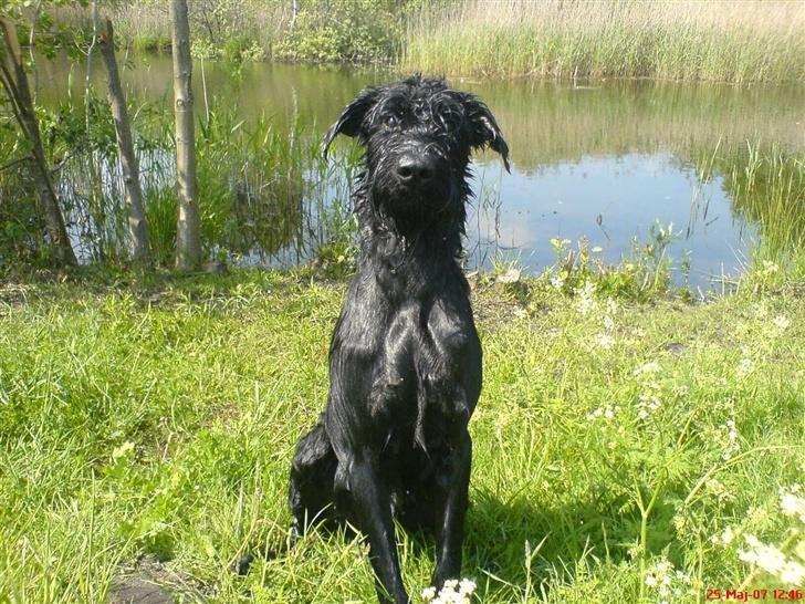 Riesenschnauzer Zantos billede 18