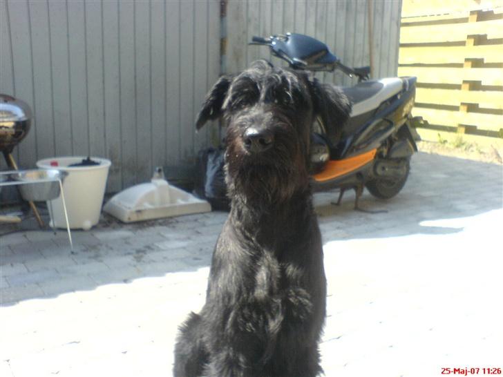 Riesenschnauzer Zantos billede 19