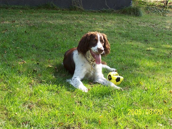 Engelsk springer spaniel Fifi billede 1