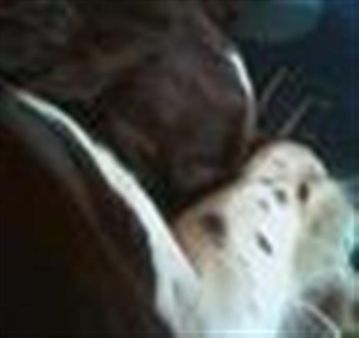 Engelsk springer spaniel Fifi billede 2