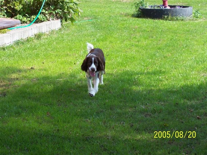 Engelsk springer spaniel Fifi billede 3