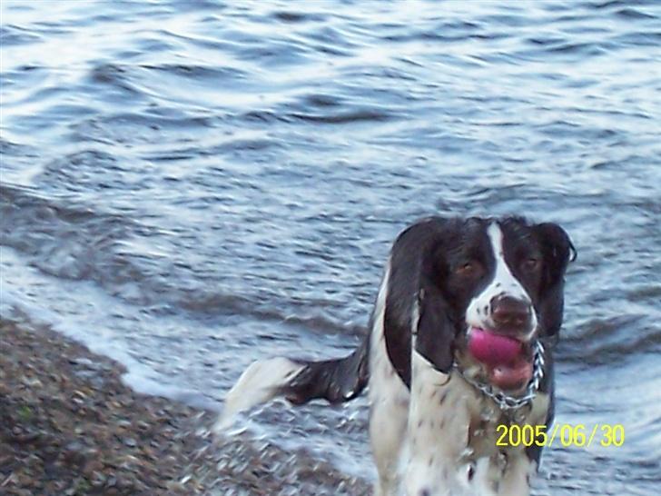 Engelsk springer spaniel Fifi billede 4