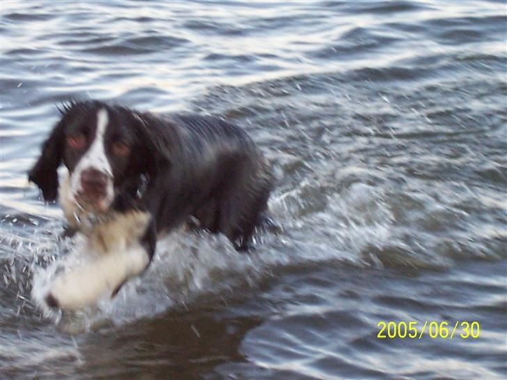 Engelsk springer spaniel Fifi billede 5