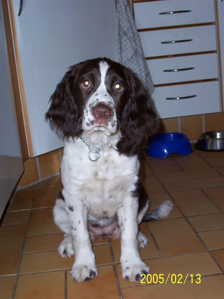 Engelsk springer spaniel Fifi billede 6