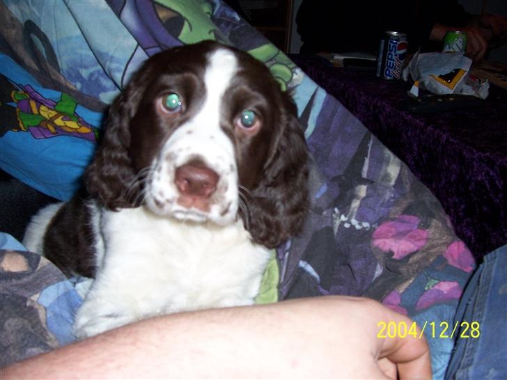 Engelsk springer spaniel Fifi billede 7