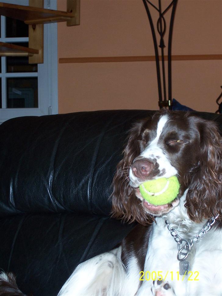 Engelsk springer spaniel Fifi billede 8