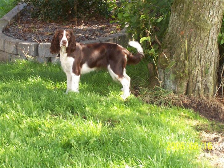 Engelsk springer spaniel Fifi billede 9