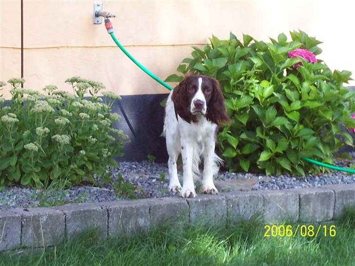 Engelsk springer spaniel Fifi billede 10
