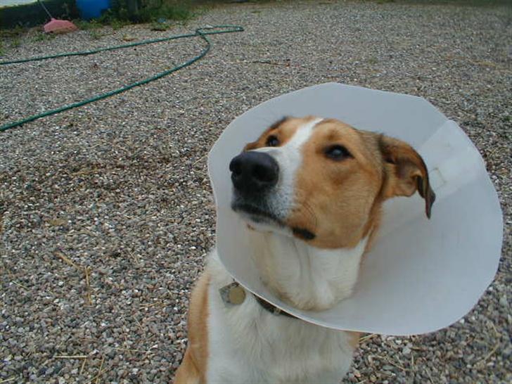 Blanding af racer bailey - Bailey lige blevet kastreret:-) billede 18