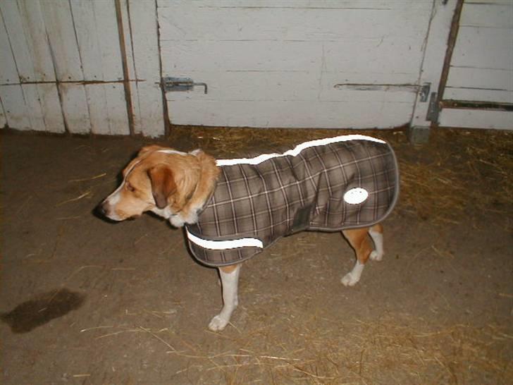 Blanding af racer bailey - Bailey med sin vinterfrakke:-) han hader kulden og stikker selv hovedet ind i dækkenet når jeg tager det frem:-) billede 19