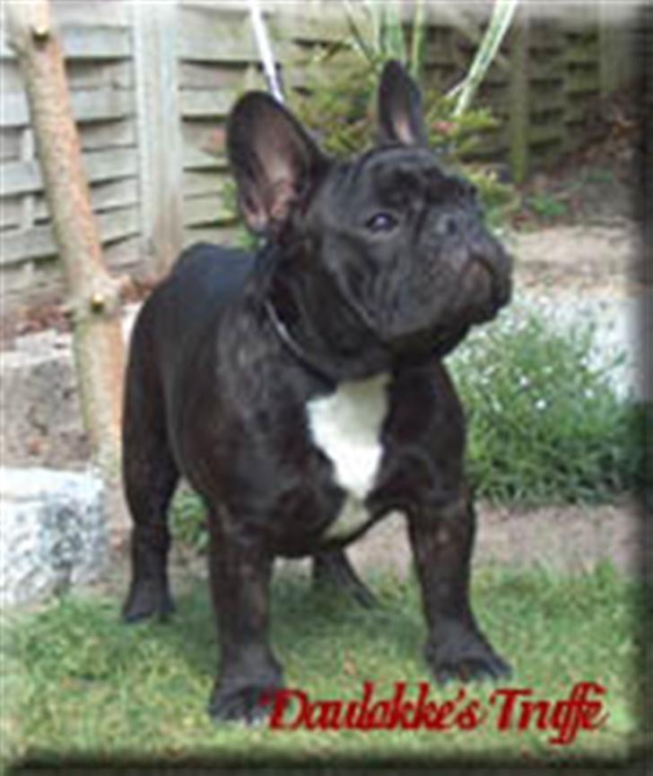 Fransk bulldog Absalon ( Otto )  - ottos far billede 6