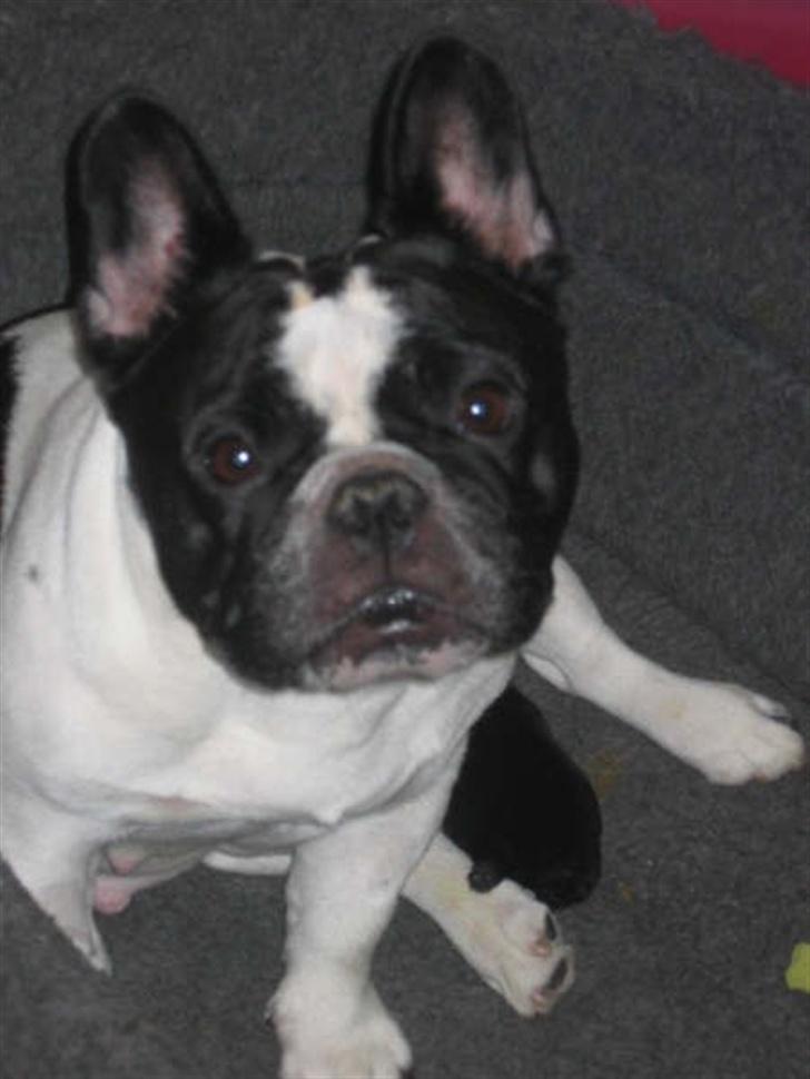 Fransk bulldog Absalon ( Otto )  - ottos mor billede 7