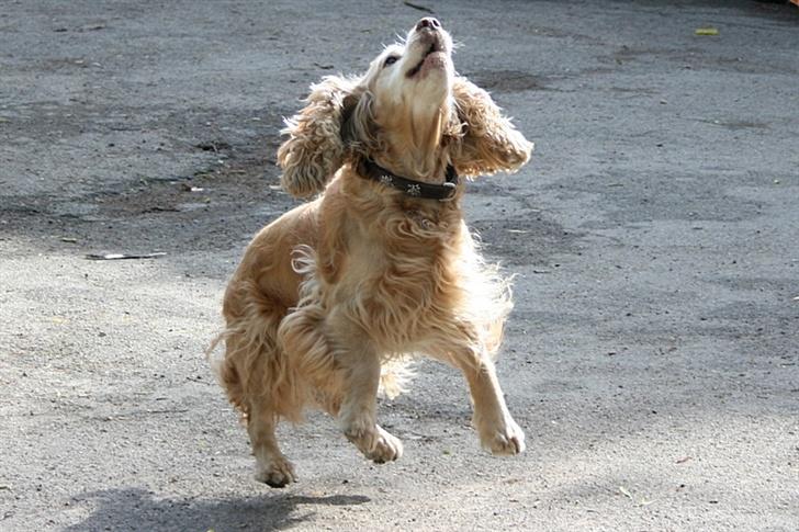 Blanding af racer ROCKERSPANIEL COCK-PIT  - Hooopla ... billede 11