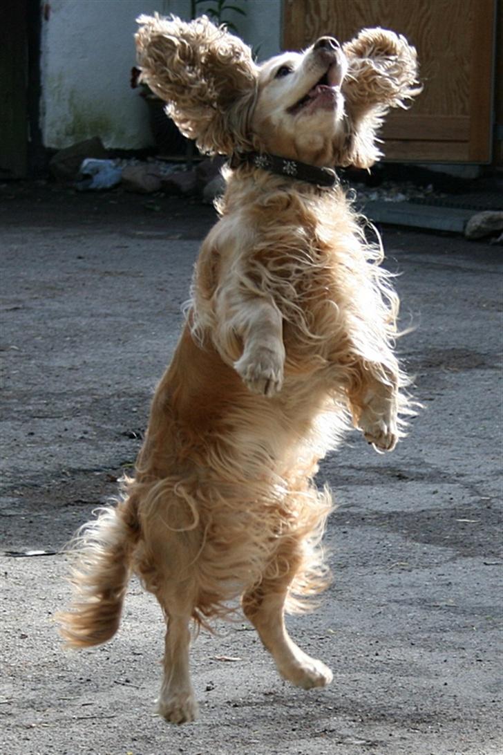 Blanding af racer ROCKERSPANIEL COCK-PIT  - I can FLYYYYYYYYYYYYYY billede 12