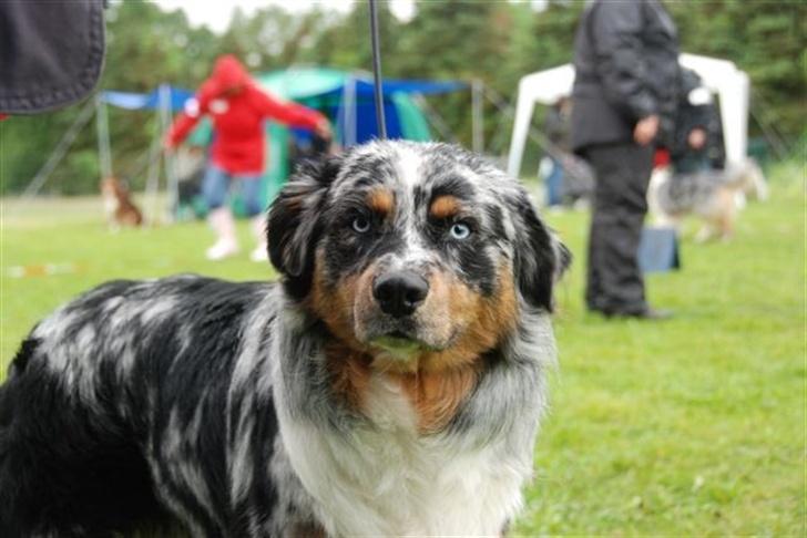 Australian shepherd PaintedMagic Captain Hook billede 9