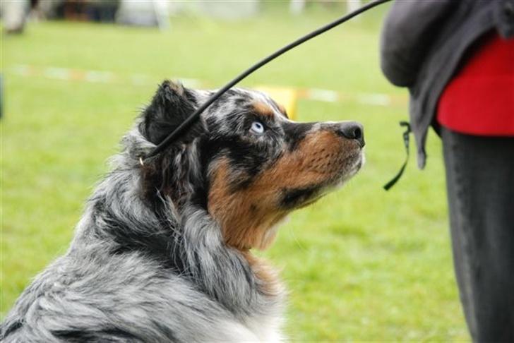 Australian shepherd PaintedMagic Captain Hook - til aussieskuet 2007 billede 10