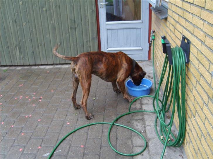 Boxer Uno   R.I.P billede 2