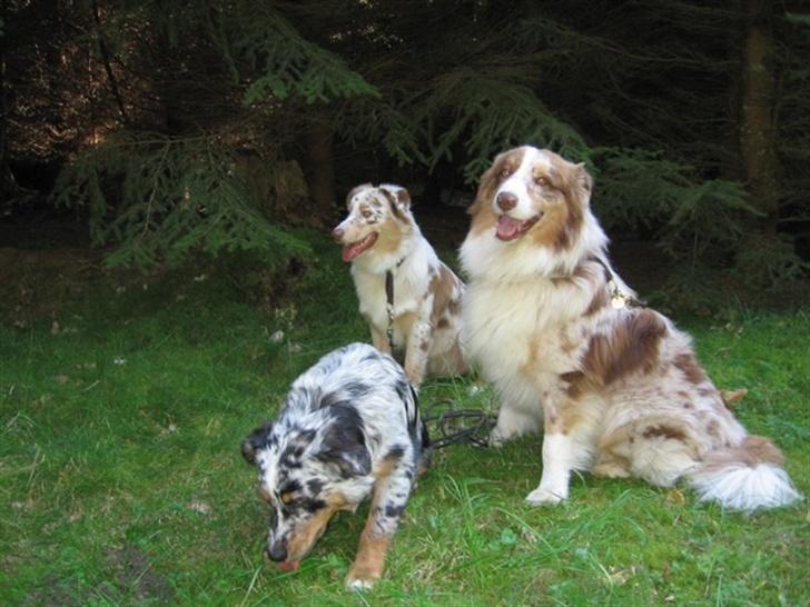 Australian shepherd Onedis Oden  - vores 3 aussiedrenge i Valby Hegn billede 14