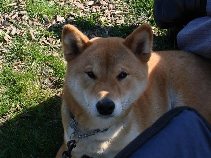 Shiba Chico billede 15