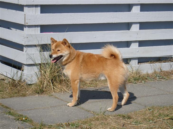 Shiba Chico billede 16