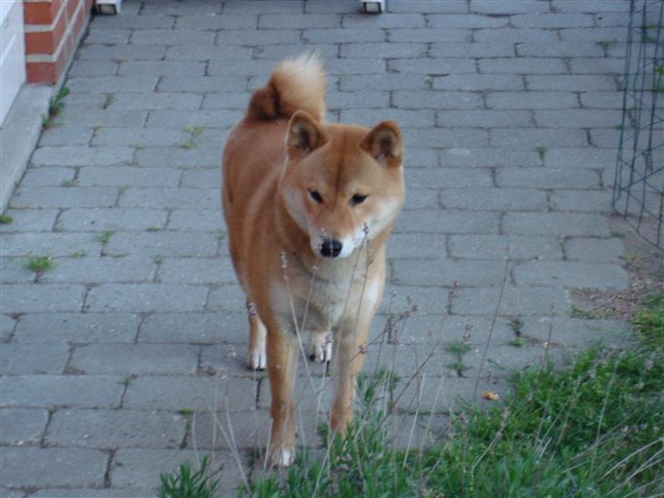 Shiba Chico billede 18