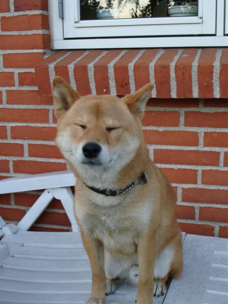 Shiba Chico billede 19