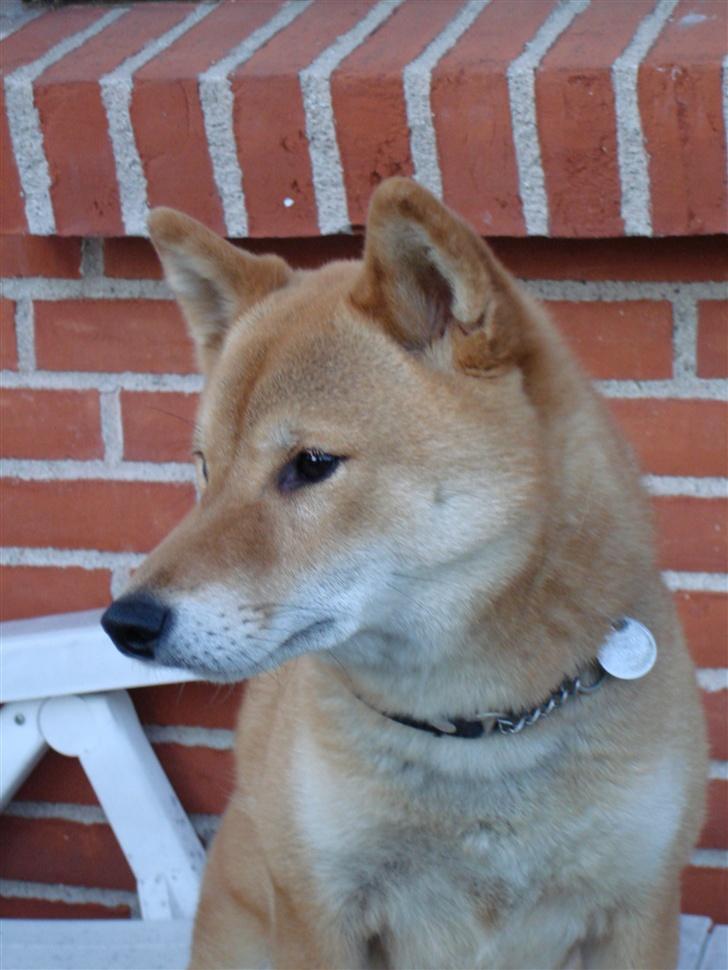 Shiba Chico billede 20