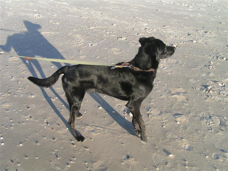 Blanding af racer Frans <3 RIP :( - På vinterferie med familien. Er jeg ikke bare lækker? Man kan slet ikke se hvor gammel jeg er :-) billede 7