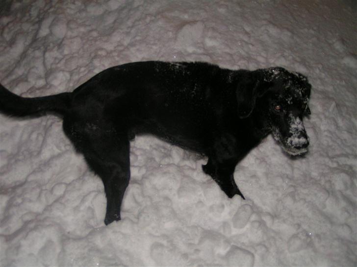 Blanding af racer Frans <3 RIP :( - Årh, jeg elsker bare sne.. billede 9