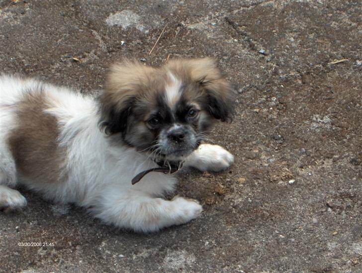 Blanding af racer gismo billede 1