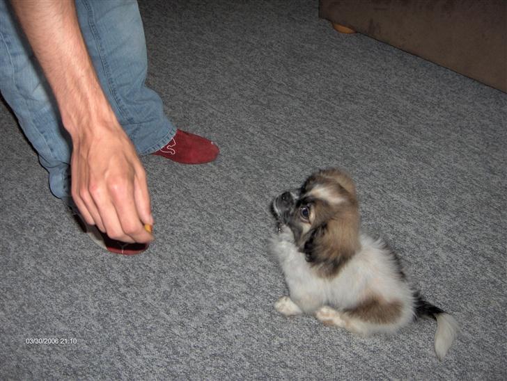 Blanding af racer gismo billede 2