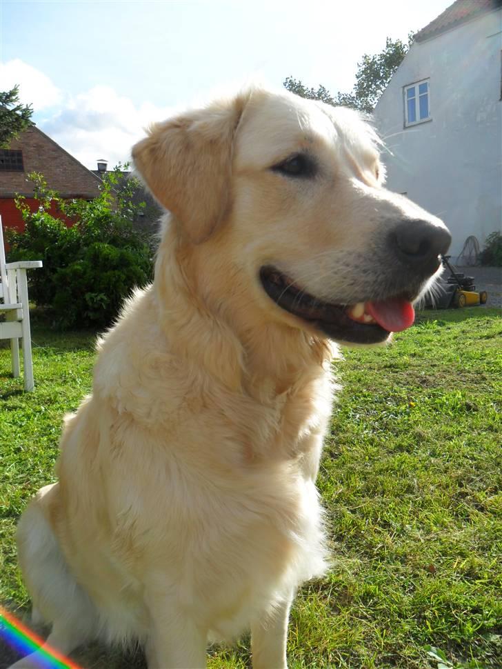 Golden retriever Malou - Hej. Jeg hedder Malou. VELKOMMEN TIL MIN PROFIL! billede 1
