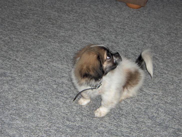 Blanding af racer gismo billede 3