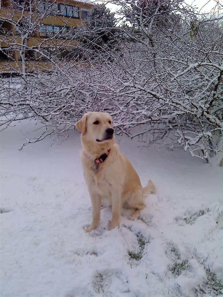 Golden retriever Malou - JEG ELSKER BARE DET HER BILLEDE! billede 2