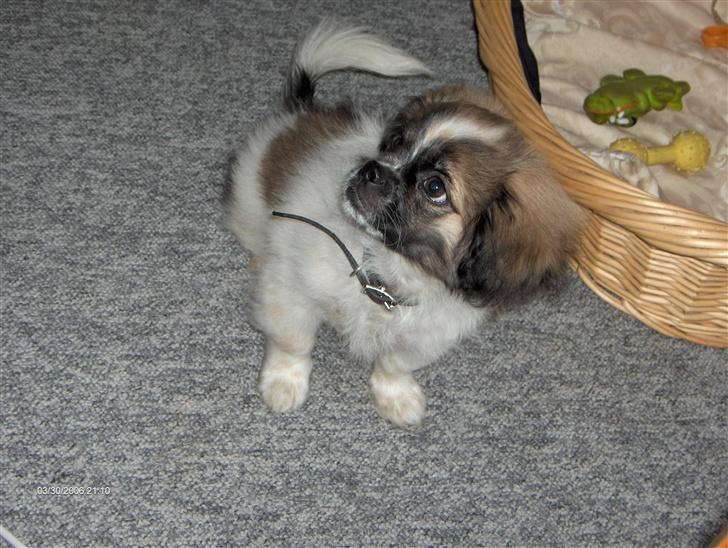 Blanding af racer gismo billede 4