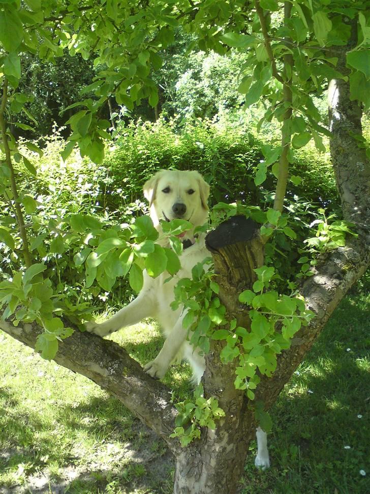 Golden retriever Malou - KUK KUK MOR! billede 3