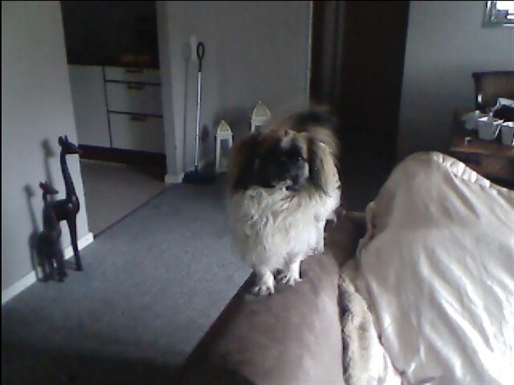 Blanding af racer gismo billede 5