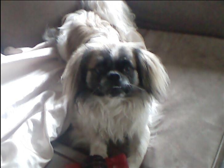 Blanding af racer gismo billede 6