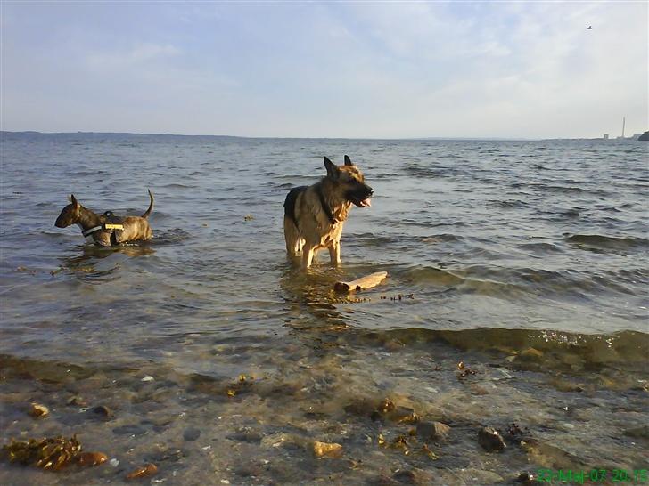 Schæferhund Yascho billede 12