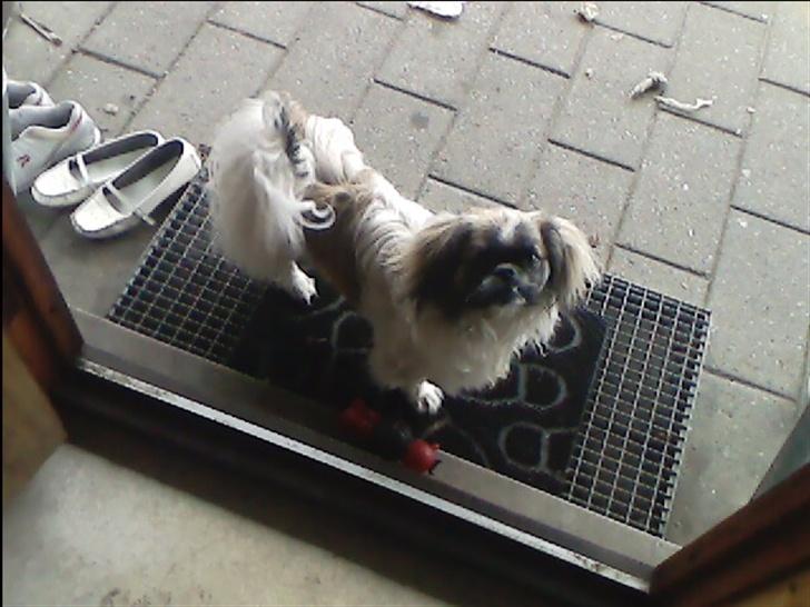 Blanding af racer gismo billede 7