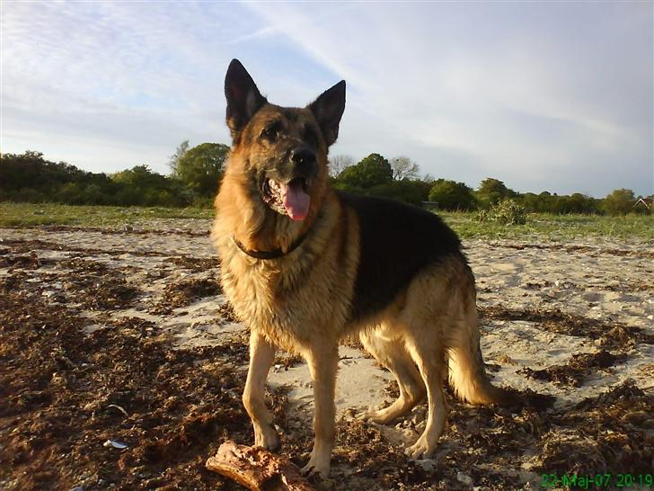 Schæferhund Yascho billede 13
