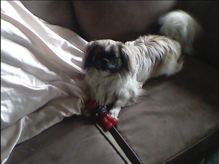 Blanding af racer gismo billede 8