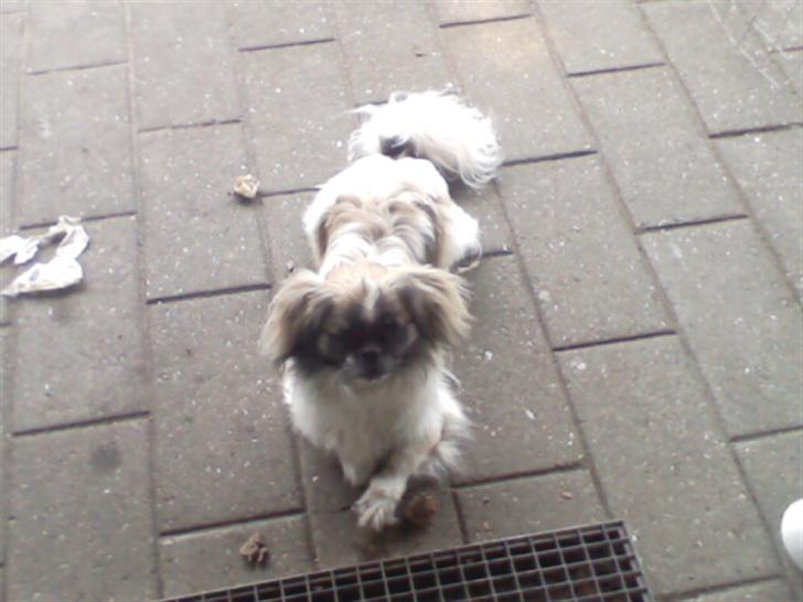 Blanding af racer gismo billede 9