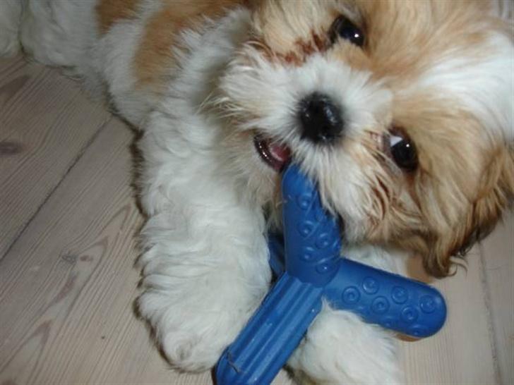 Shih tzu Georg - Så nuttet.  billede 13