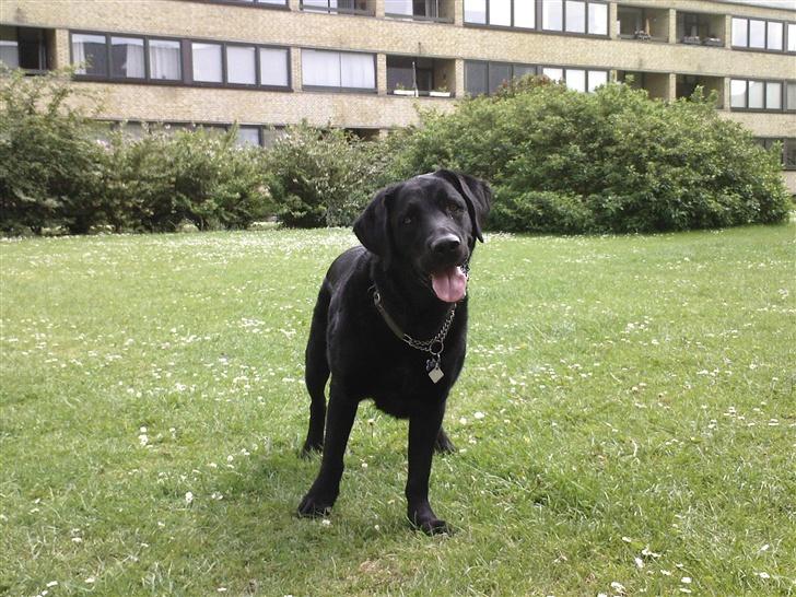 Labrador retriever Rollo <3 - MIN DEJLIGE FOTOMODEL. billede 1
